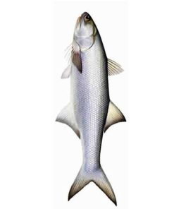 ماهی راشگو