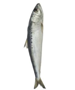 ماهی ساردین